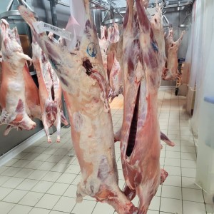 Kıvırcık kuzu Karkas kg